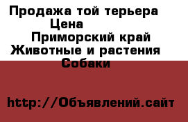 Продажа той терьера  › Цена ­ 8 000 - Приморский край Животные и растения » Собаки   